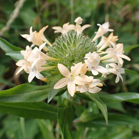 Collomia grandiflora \ Groblumige Leimsaat, D Eifel, Herhahn 9.7.2018