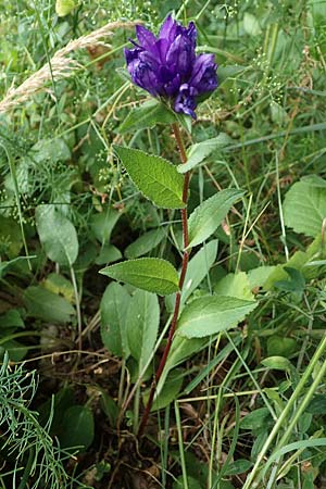 Campanula glomerata \ Knuel-Glockenblume / Clustered Bellflower, D Freigericht 23.6.2023