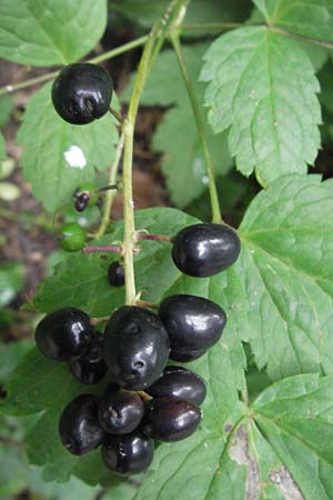 Actaea spicata / Baneberry, D Hemsbach 28.6.2007