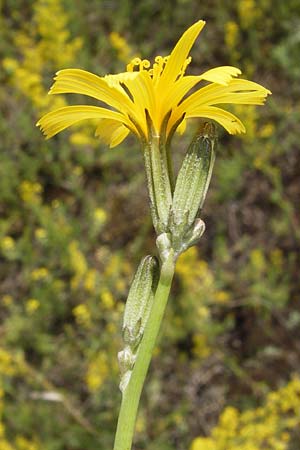 Chondrilla juncea \ Binsen-Knorpellattich, Groer Knorpellattich / Rush Skeletonweed, D Mainz 30.6.2012