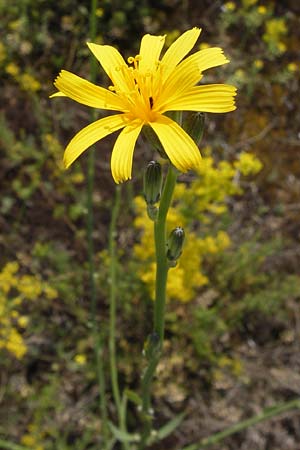 Chondrilla juncea \ Binsen-Knorpellattich, Groer Knorpellattich, D Mainz 30.6.2012