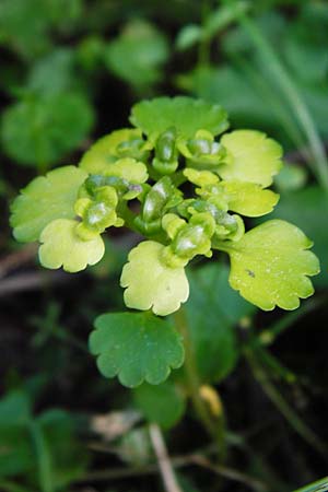 Chrysosplenium alternifolium \ Wechselblättriges Milzkraut, Gold-Milzkraut / Alternate-Leaved Golden-Saxifrage, D Schriesheim-Altenbach 7.5.2015