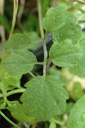 Cardamine hirsuta \ Vielstngeliges Schaumkraut, Behaartes Schaumkraut / Hairy Bitter-Cress, D Mannheim 12.8.2017