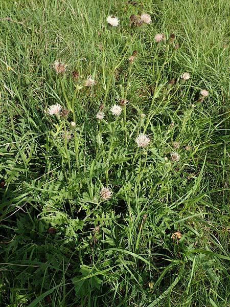 Cirsium x rigens \ Kurzstngelige Hybrid-Kratzdistel, D Buchen 19.8.2017