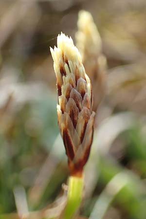 Carex humilis \ Erd-Segge, Niedrige Segge / Dwarf Sedge, D Neuleiningen 8.4.2018