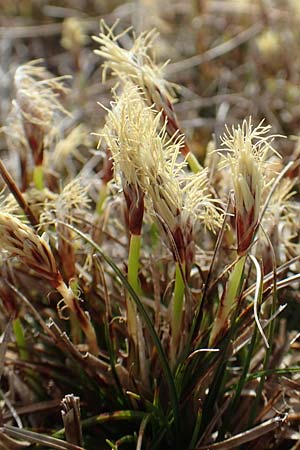 Carex humilis \ Erd-Segge, Niedrige Segge, D Neuleiningen 8.4.2018