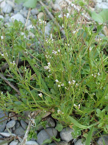 Cardamine occulta \ Japanisches Reisfeld-Schaumkraut, D Insel Reichenau, Oberzell 25.4.2018