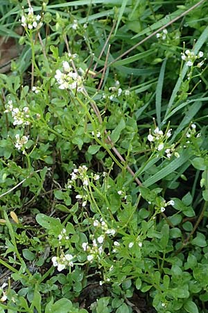 Cardamine occulta \ Japanisches Reisfeld-Schaumkraut / Japanese Rice-Field Bitter-Cress, D Insel/island Reichenau, Oberzell 25.4.2018