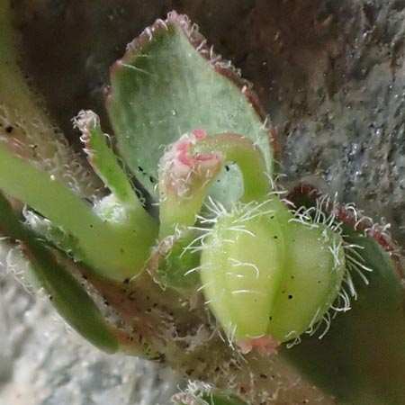 Chamaesyce prostrata \ Hingestreckte Wolfsmilch / Trailing Red Spurge, Prostrate Spurge, D Mannheim 1.10.2018