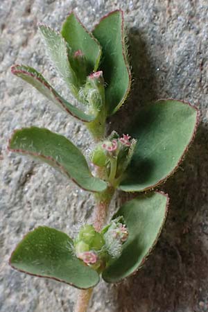 Chamaesyce prostrata \ Hingestreckte Wolfsmilch / Trailing Red Spurge, Prostrate Spurge, D Mannheim 1.10.2018