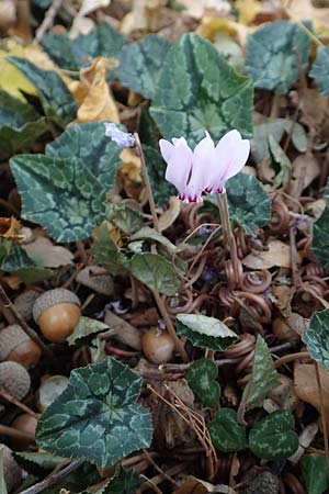 Cyclamen hederifolium \ Efeublttriges Alpenveilchen, Herbst-Alpenveilchen, D Bochum 23.10.2018