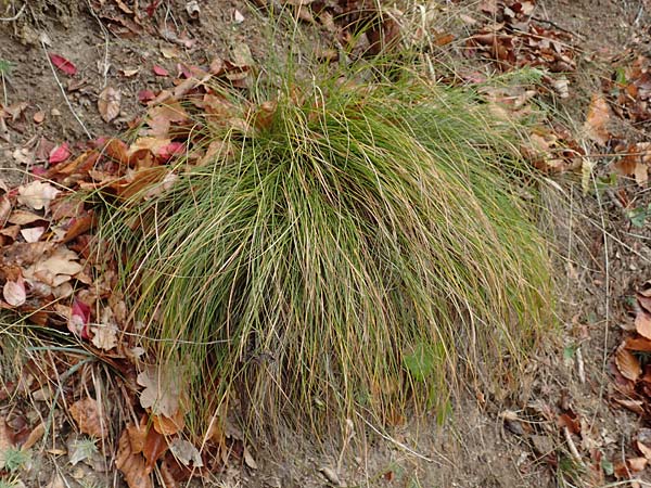 Carex humilis \ Erd-Segge, Niedrige Segge, D Alsbach 27.10.2018