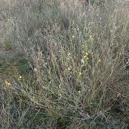 Chondrilla juncea \ Binsen-Knorpellattich, Groer Knorpellattich / Rush Skeletonweed, D Brandenburg, Havelaue-Gülpe 17.9.2020