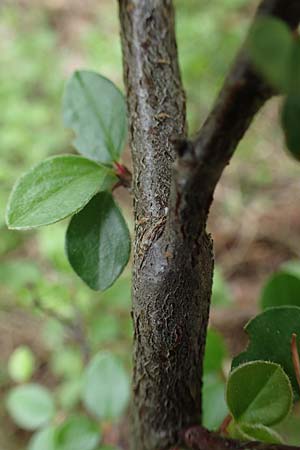 Cotoneaster horizontalis \ Korallenstrauch, Fchermispel / Wall Cotoneaster, D Sandhausen 14.5.2023