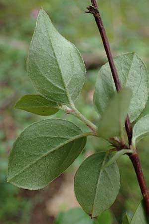 Cotoneaster horizontalis \ Korallenstrauch, Fchermispel / Wall Cotoneaster, D Sandhausen 14.5.2023