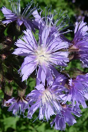 Cicerbita alpina \ Alpen-Milchlattich, Blaue Sau-Distel, D Schwarzwald, Schauinsland 29.6.2008