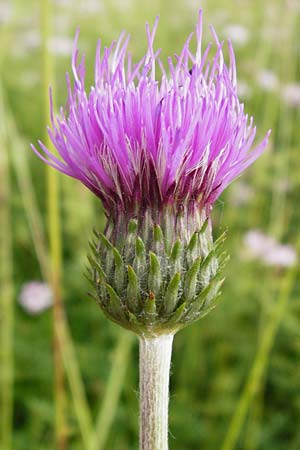 Cirsium tuberosum \ Knollige Kratzdistel, Knollen-Kratzdistel / Tuberous Thistle, D Oppenheim 9.6.2015