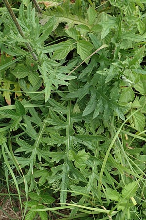 Cirsium tuberosum \ Knollige Kratzdistel, Knollen-Kratzdistel / Tuberous Thistle, D Grettstadt 18.7.2015