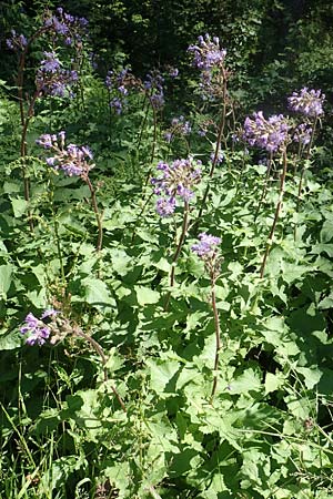 Cicerbita alpina / Alpine Blue Sow-Thistle, D Black-Forest, Notschrei 10.7.2016