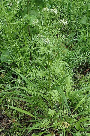 Cardamine impatiens \ Spring-Schaumkraut, D Mannheim 27.5.2021