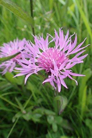 Centaurea jacea \ Wiesen-Flockenblume, D Rechtenbach 20.6.2016