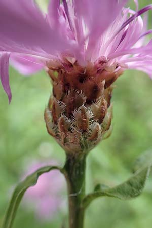 Centaurea x gerstlaueri \ Gerstlauers Flockenblume, D Heidelberg 29.7.2016