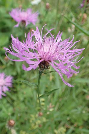 Centaurea x gerstlaueri \ Gerstlauers Flockenblume, D Heidelberg 29.7.2016