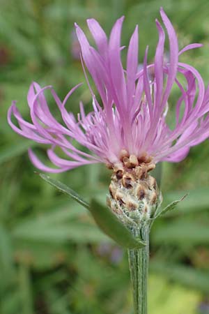 Centaurea x gerstlaueri \ Gerstlauers Flockenblume / Gerstlauer's Knapweed, D Heidelberg 29.7.2016