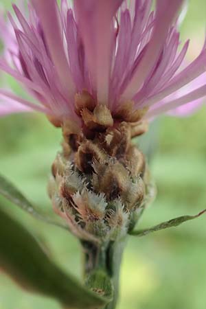 Centaurea x gerstlaueri \ Gerstlauers Flockenblume / Gerstlauer's Knapweed, D Heidelberg 29.7.2016