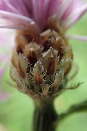 Centaurea x gerstlaueri \ Gerstlauers Flockenblume / Gerstlauer's Knapweed, D Heidelberg 29.7.2016