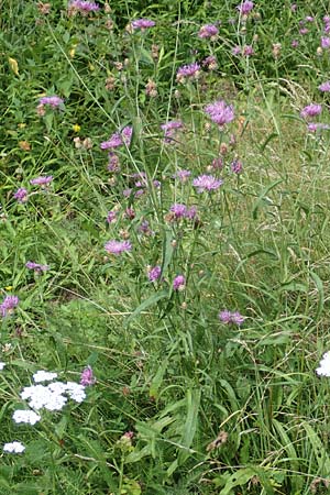 Centaurea x gerstlaueri \ Gerstlauers Flockenblume / Gerstlauer's Knapweed, D Heidelberg 29.7.2016