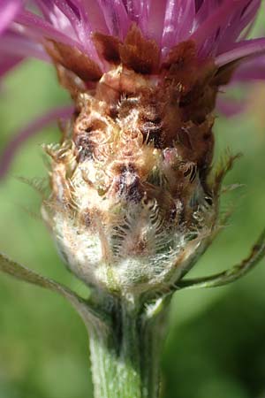 Centaurea x gerstlaueri \ Gerstlauers Flockenblume / Gerstlauer's Knapweed, D Heidelberg 29.7.2016