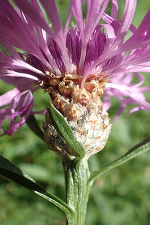 Centaurea x gerstlaueri \ Gerstlauers Flockenblume / Gerstlauer's Knapweed, D Heidelberg 29.7.2016