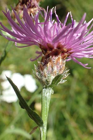 Centaurea x gerstlaueri \ Gerstlauers Flockenblume, D Heidelberg 29.7.2016