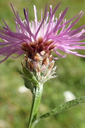 Centaurea x gerstlaueri \ Gerstlauers Flockenblume, D Heidelberg 29.7.2016