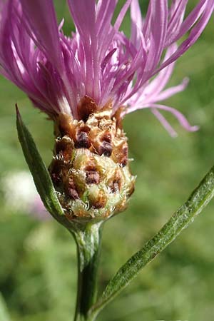 Centaurea x gerstlaueri \ Gerstlauers Flockenblume, D Heidelberg 29.7.2016