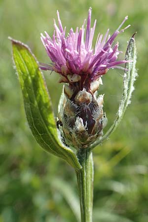 Centaurea jacea \ Wiesen-Flockenblume, D Kaiserstuhl,  Badberg 25.6.2018