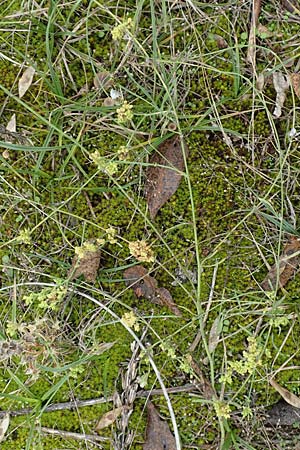 Chondrilla juncea \ Binsen-Knorpellattich, Groer Knorpellattich / Rush Skeletonweed, D Mannheim 11.10.2019