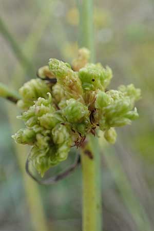 Chondrilla juncea \ Binsen-Knorpellattich, Groer Knorpellattich / Rush Skeletonweed, D Mannheim 11.10.2019