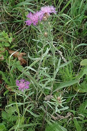 Centaurea jacea \ Wiesen-Flockenblume, D Rhön, Eiterfeld 3.8.2023