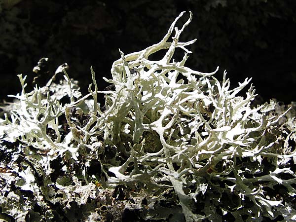 Pseudevernia furfuracea \ Band-Flechte, Baum-Flechte, D Schwarzwald, Hornisgrinde 5.8.2015