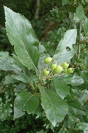 Crataegus x lavallei \ Lederblttriger Weidorn, Apfeldorn, D Mannheim 18.8.2015