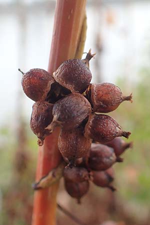 Cuscuta lupuliformis \ Weiden-Seide / Willow Dodder, D Mannheim 21.10.2015