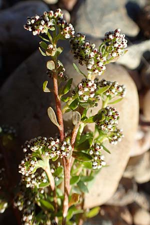 Corrigiola litoralis \ Hirschsprung / Strapwort, D Dresden 2.11.2015