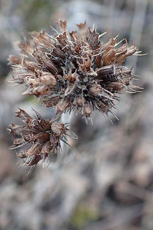 Clinopodium vulgare \ Wirbeldost, D Östringen-Eichelberg 18.3.2016