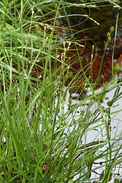 Carex polyphylla \ Unterbrochenhrige Segge / Berkeley Sedge, Grassland Sedge, D Pfronten 9.6.2016