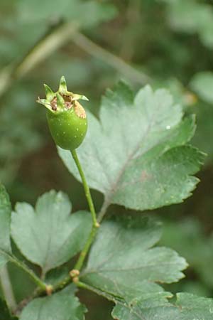 Crataegus rhipidophylla subsp. rhipidophylla \ Großkelch-Weißdorn / Midland Hawthorn, D Langenselbold 11.6.2016