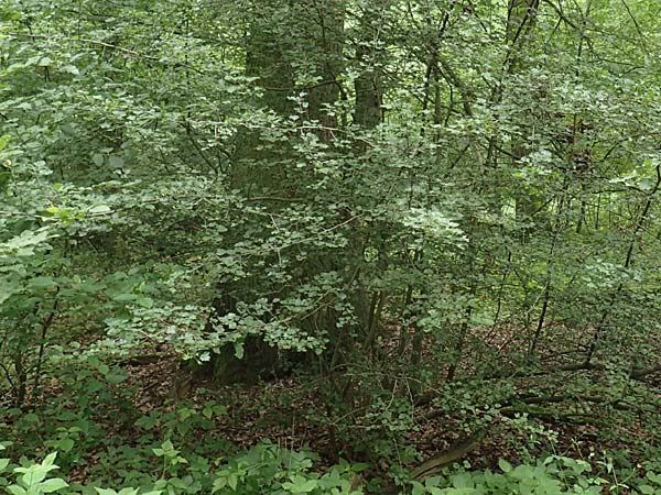 Crataegus x macrocarpa \ Grofrchtiger Weidorn / Hybrid Hawthorn, D Langenselbold 11.6.2016