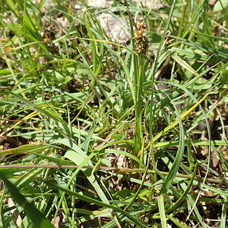 Carex lepidocarpa \ Schuppenfrüchtige Gelb-Segge, D Pfronten 28.6.2016