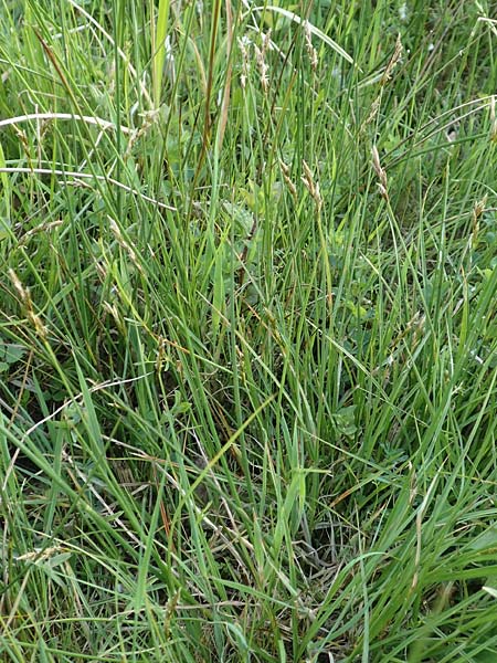 Carex ovalis \ Hasenfu-Segge, Hasenpfoten-Segge / Oval Sedge, D Rödermark 13.5.2017